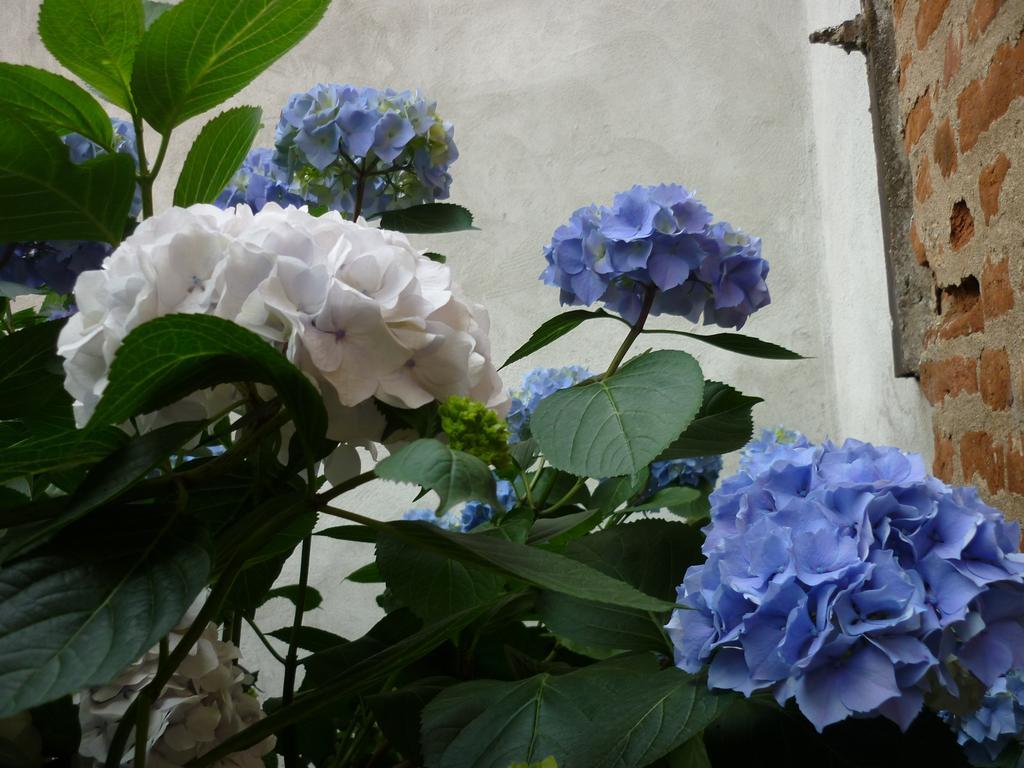 L'Adele Bed & Breakfast Occimiano Exterior foto