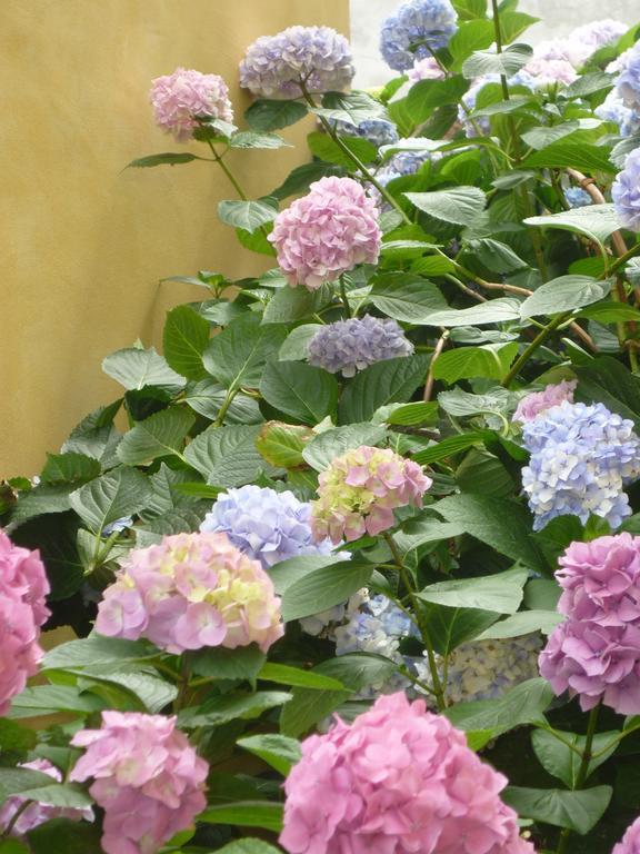 L'Adele Bed & Breakfast Occimiano Exterior foto